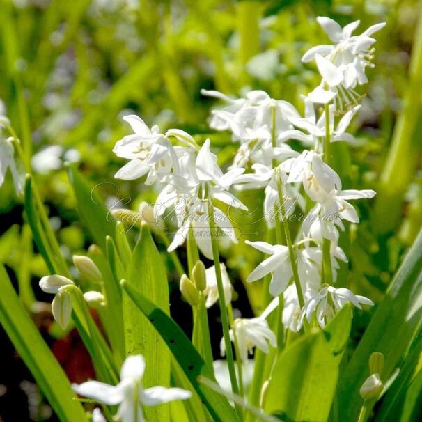 Пролеска (Сцилла) сибирская Альба / Scilla siberica Alba — фото 3