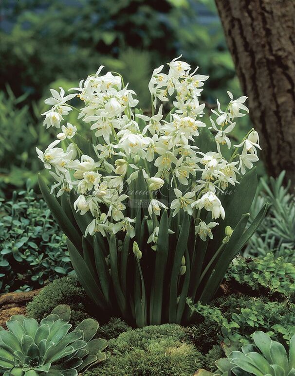 Пролеска (Сцилла) сибирская Альба / Scilla siberica Alba — фото 5