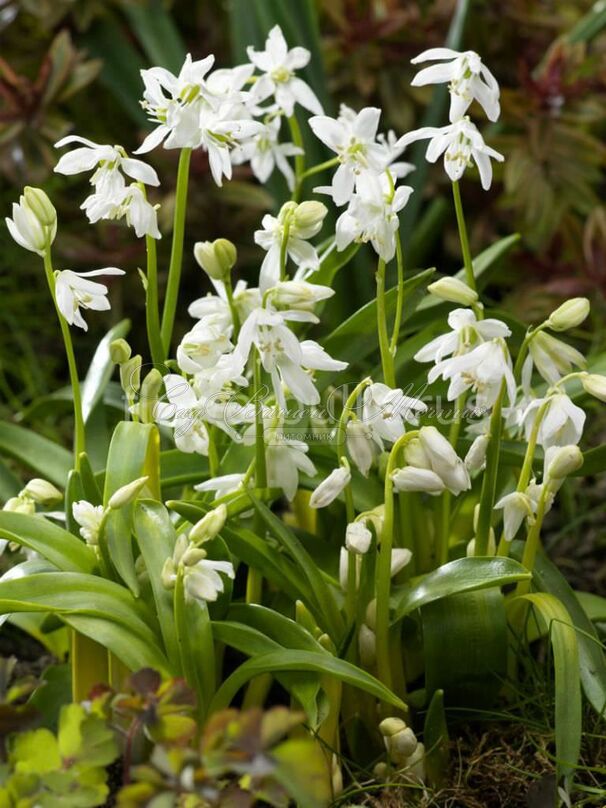 Пролеска (Сцилла) сибирская Альба / Scilla siberica Alba — фото 6