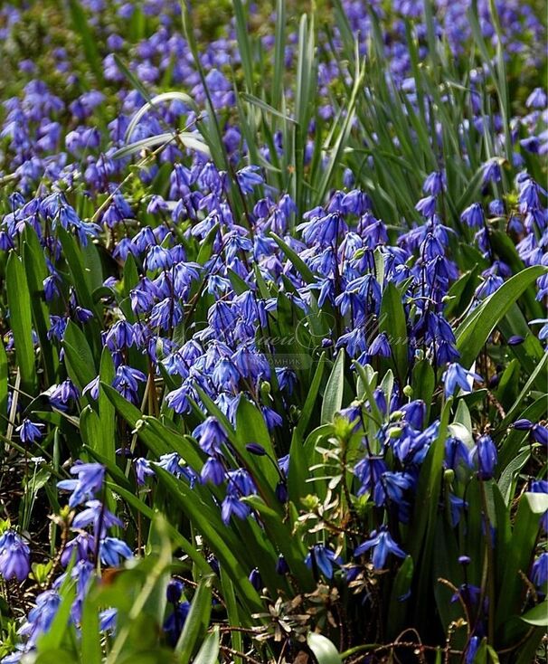 Пролеска (Сцилла) сибирская Спринг Бьюти/ Scilla siberica Spring Beauty — фото 2