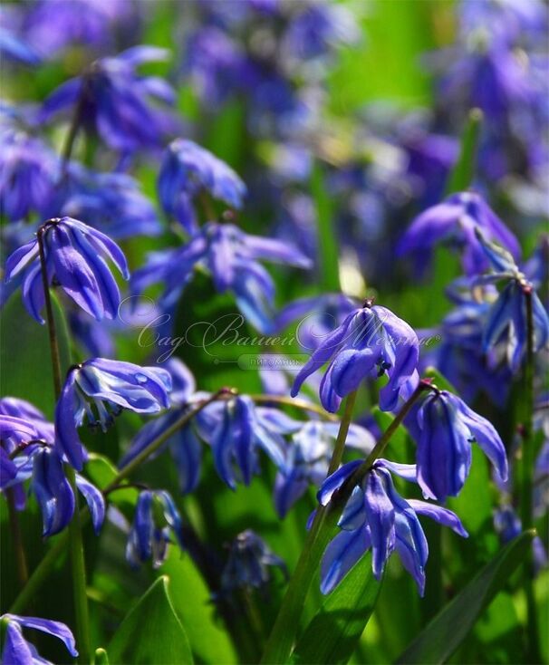 Пролеска (Сцилла) сибирская Спринг Бьюти/ Scilla siberica Spring Beauty — фото 3