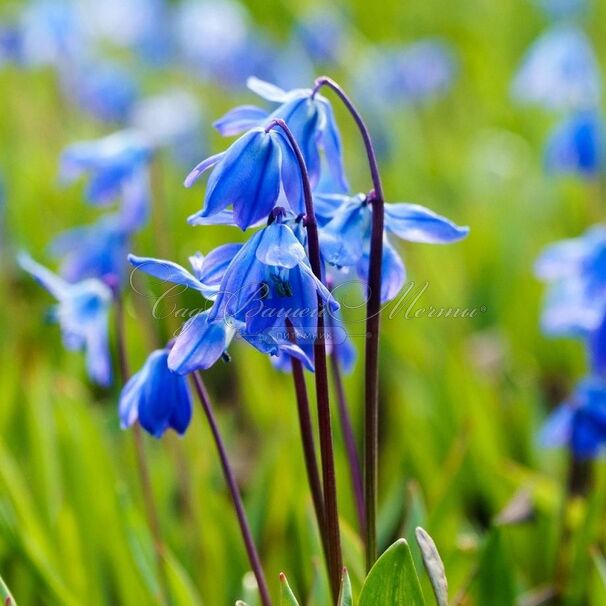 Пролеска (Сцилла) сибирская Спринг Бьюти/ Scilla siberica Spring Beauty — фото 4