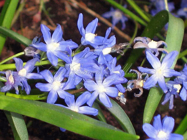 Хионодокса Сарденсис / Chionodoxa sardensis — фото 2