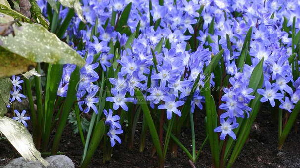 Хионодокса Сарденсис / Chionodoxa sardensis — фото 3