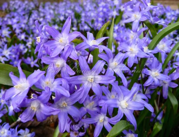 Хионодокса Виолет Бьюти / Chionodoxa Violet Beauty — фото 2