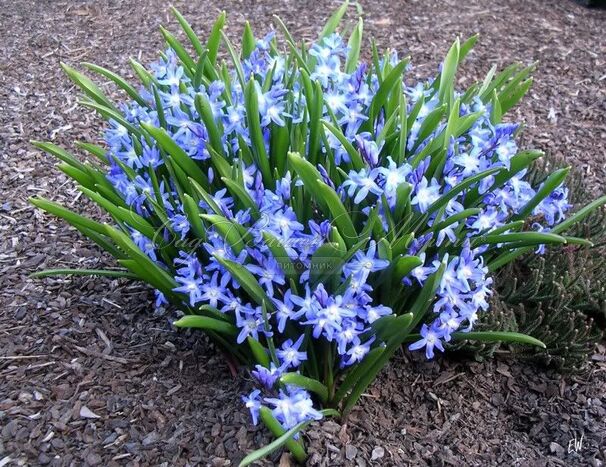 Хионодокса Люцилии / Chionodoxa luciliae — фото 2