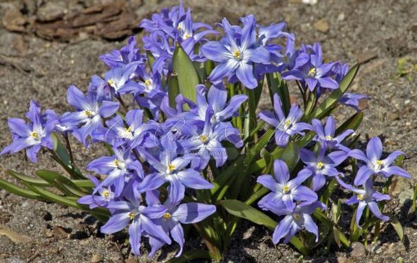 Хионодокса Люцилии / Chionodoxa luciliae — фото 3