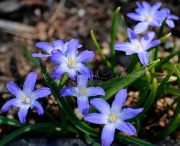 Хионодокса Люцилии / Chionodoxa luciliae — фото 4