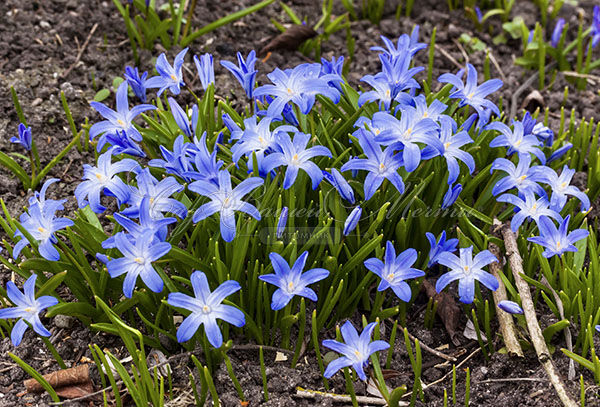 Хионодокса Люцилии / Chionodoxa luciliae — фото 5