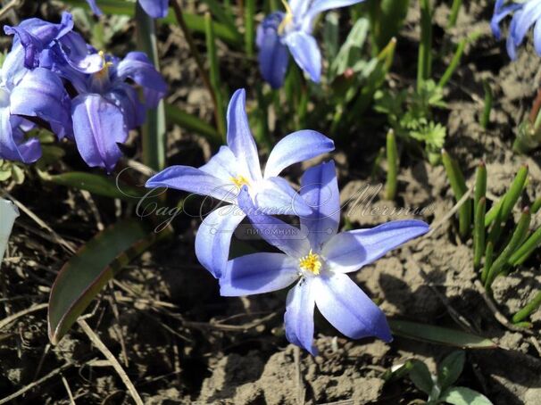 Хионодокса Люцилии / Chionodoxa luciliae — фото 6