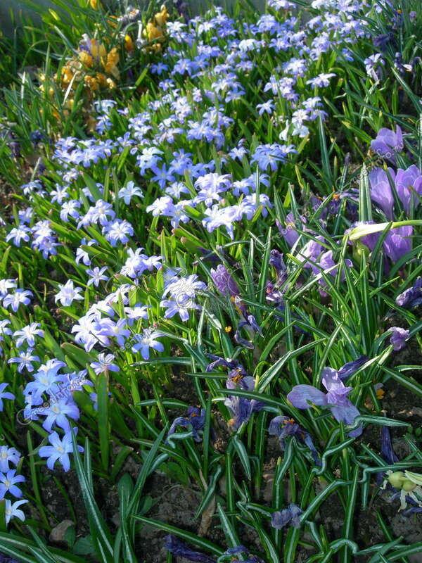 Хионодокса Люцилии / Chionodoxa luciliae — фото 7