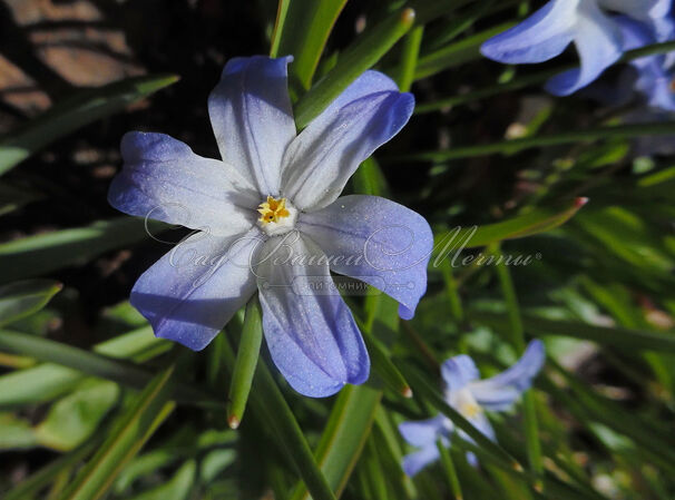 Хионодокса Люцилии / Chionodoxa luciliae — фото 8