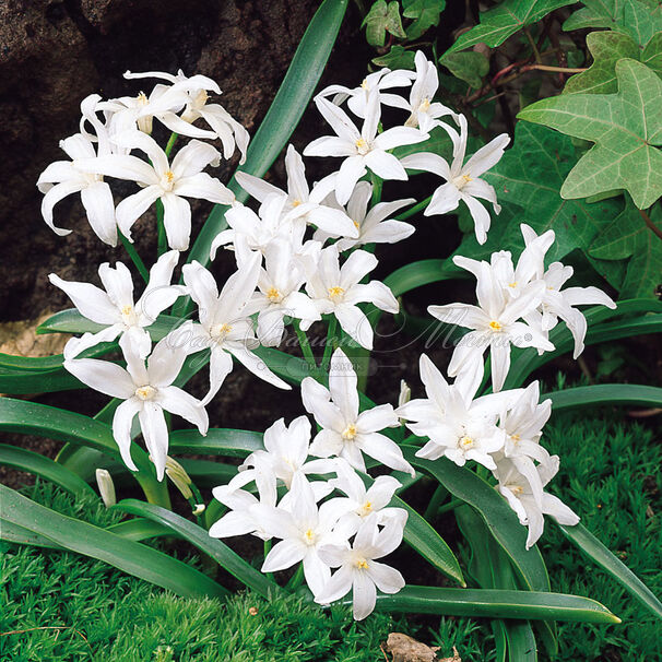 Хионодокса Люцилии Альба / Chionodoxa luciliae Alba — фото 2