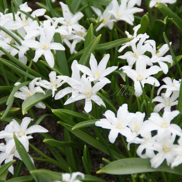 Хионодокса Люцилии Альба / Chionodoxa luciliae Alba — фото 3