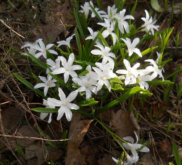 Хионодокса Люцилии Альба / Chionodoxa luciliae Alba — фото 4