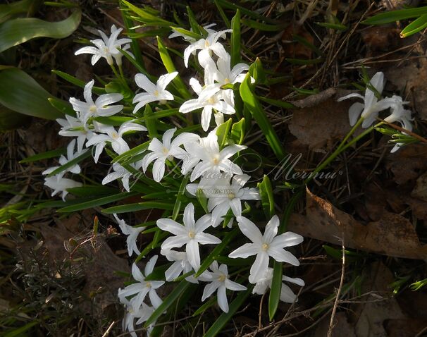 Хионодокса Люцилии Альба / Chionodoxa luciliae Alba — фото 5