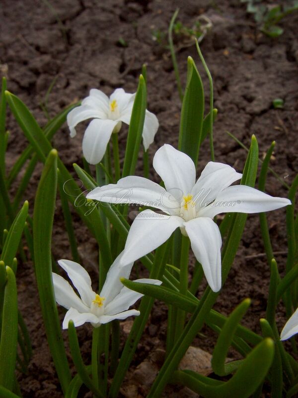 Хионодокса Люцилии Альба / Chionodoxa luciliae Alba — фото 7