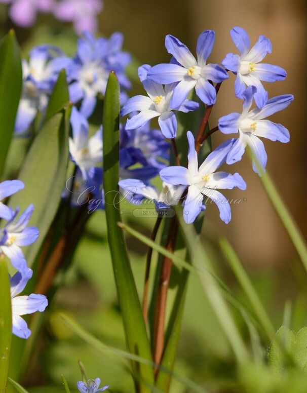 Хионодокса Форбса Блю Джайнт / Chionodoxa forbesii Blue Giant — фото 2