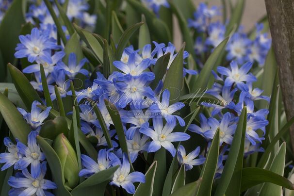 Хионодокса Форбса Блю Джайнт / Chionodoxa forbesii Blue Giant — фото 3