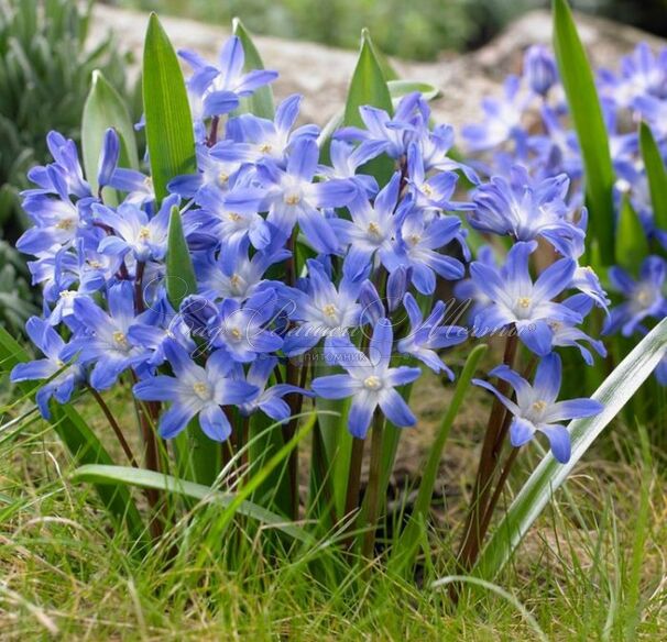 Хионодокса Форбса Блю Джайнт / Chionodoxa forbesii Blue Giant — фото 4