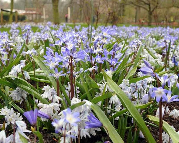 Хионодокса Форбса Блю Джайнт / Chionodoxa forbesii Blue Giant — фото 5