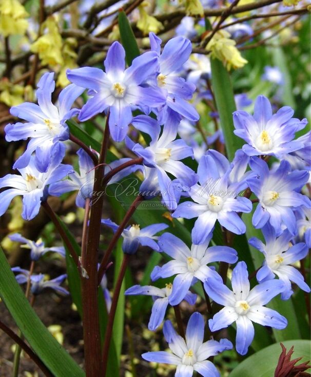 Хионодокса Форбса Блю Джайнт / Chionodoxa forbesii Blue Giant — фото 6