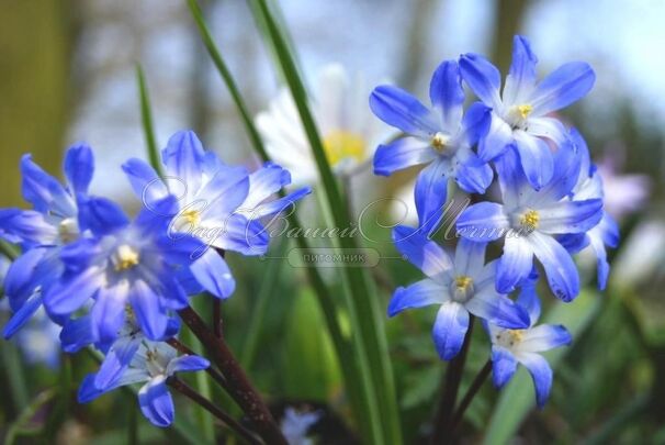 Хионодокса Форбса Блю Джайнт / Chionodoxa forbesii Blue Giant — фото 7