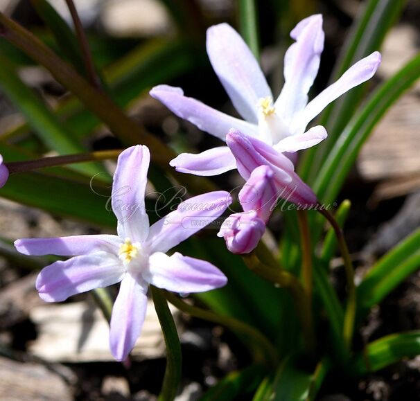 Хионодокса Форбса Пинк Джайнт / Chionodoxa forbesii Pink Giant — фото 2