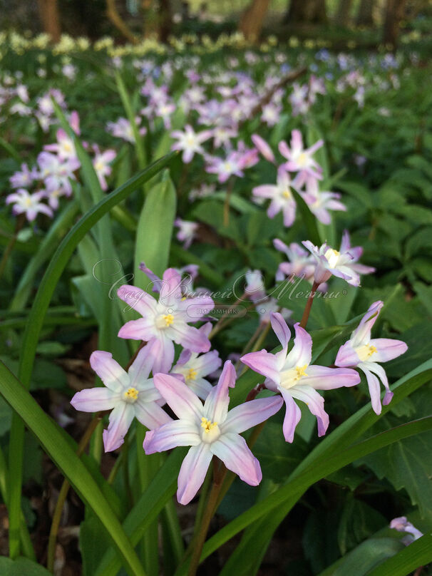 Хионодокса Форбса Пинк Джайнт / Chionodoxa forbesii Pink Giant — фото 3