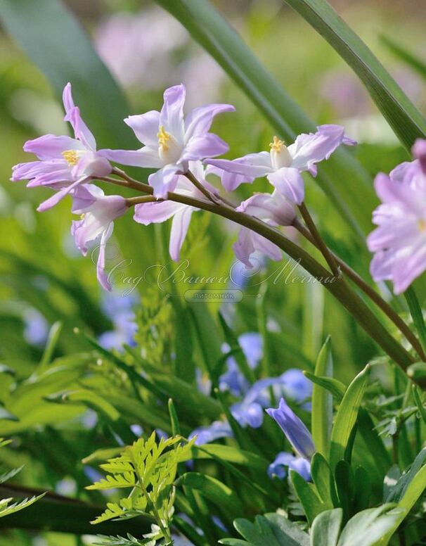 Хионодокса Форбса Пинк Джайнт / Chionodoxa forbesii Pink Giant — фото 4