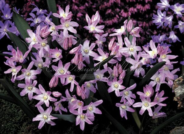 Хионодокса Форбса Пинк Джайнт / Chionodoxa forbesii Pink Giant — фото 5