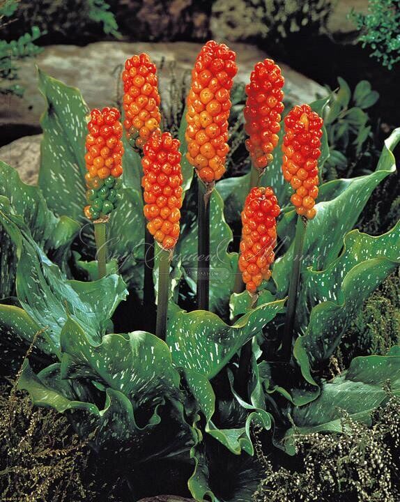 Аронник итальянский / Arum italicum — фото 2