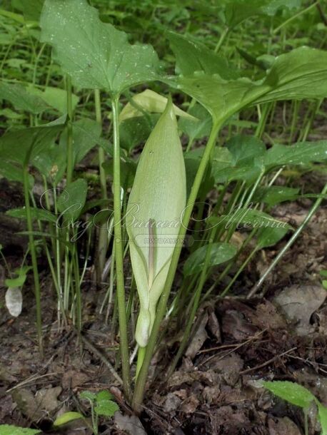 Аронник пятнистый / Arum maculatum — фото 2