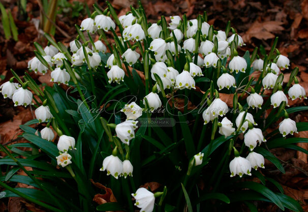 Белоцветник весенний / Leucojum vernum — фото 2