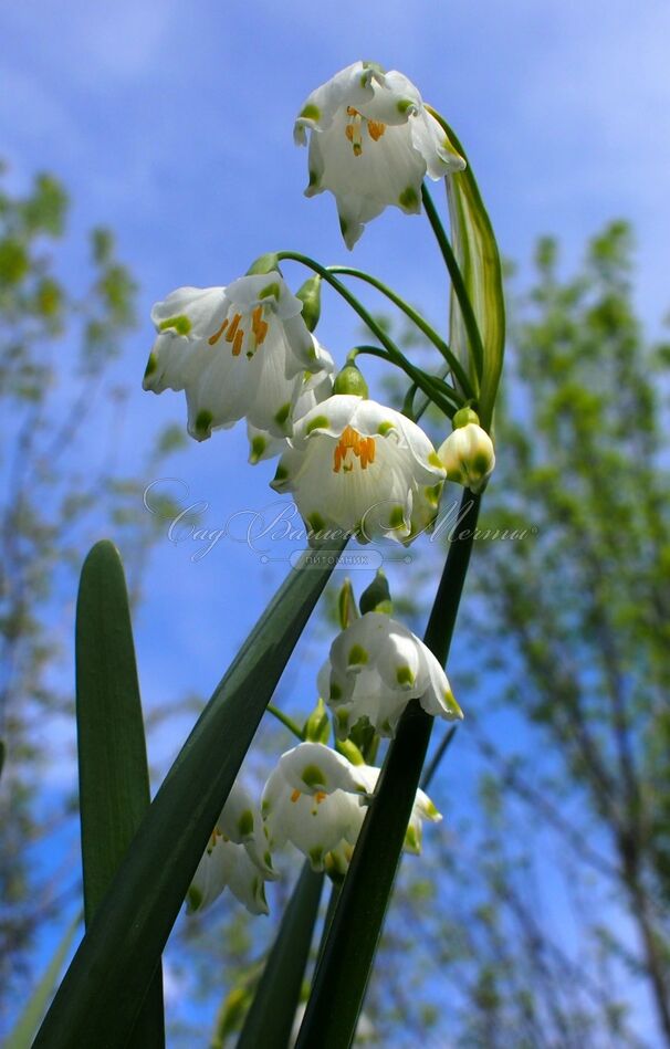 Белоцветник весенний / Leucojum vernum — фото 3