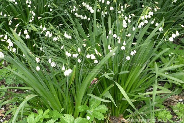 Белоцветник летний / Leucojum aestivum — фото 2