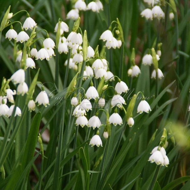 Белоцветник летний / Leucojum aestivum — фото 3