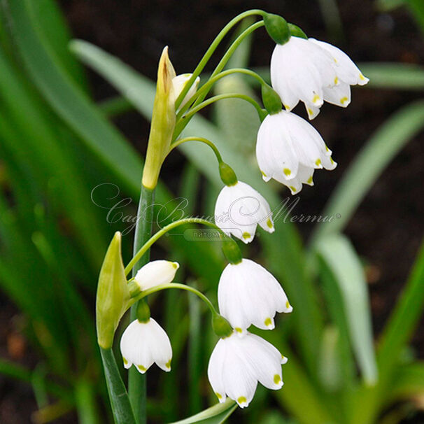 Белоцветник летний / Leucojum aestivum — фото 4