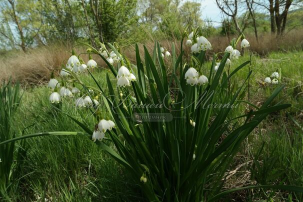 Белоцветник летний / Leucojum aestivum — фото 5