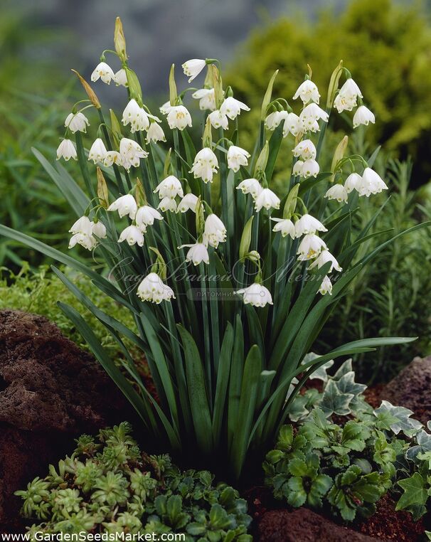 Белоцветник летний Гравети Джиант / Leucojum aestivum Gravetye Giant — фото 2