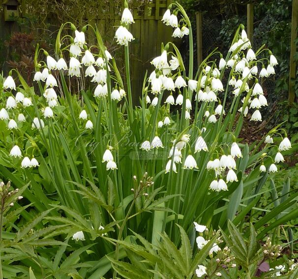 Белоцветник летний Гравети Джиант / Leucojum aestivum Gravetye Giant — фото 3