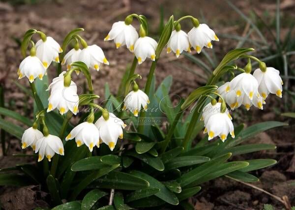 Белоцветник летний Гравети Джиант / Leucojum aestivum Gravetye Giant — фото 4