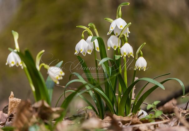 Белоцветник летний Гравети Джиант / Leucojum aestivum Gravetye Giant — фото 5