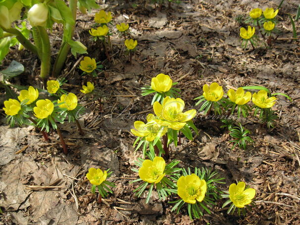 Весенник Киликийский / Eranthis cilicica — фото 2