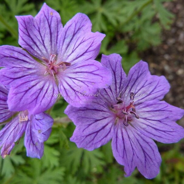 Герань клубневая / Geranium tuberosum — фото 2