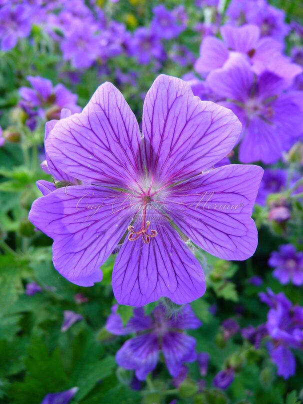 Герань клубневая / Geranium tuberosum — фото 3