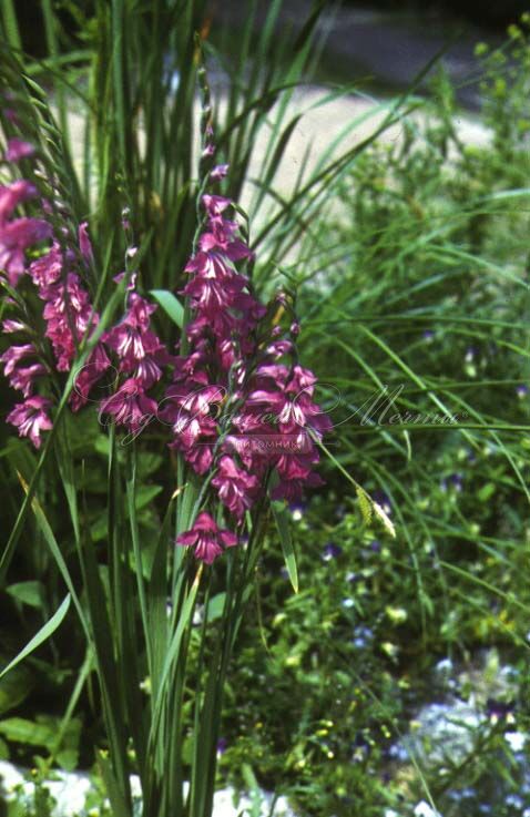 Гладиолус византийский / Gladiolus byzantinus — фото 2