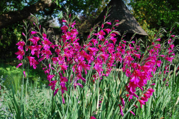 Гладиолус византийский / Gladiolus byzantinus — фото 3