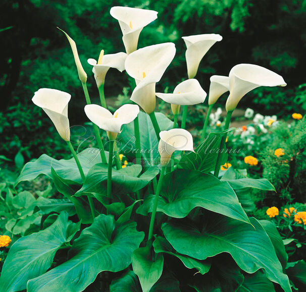 Зантедеския эфиопская / Zantedeschia aethiopica — фото 3