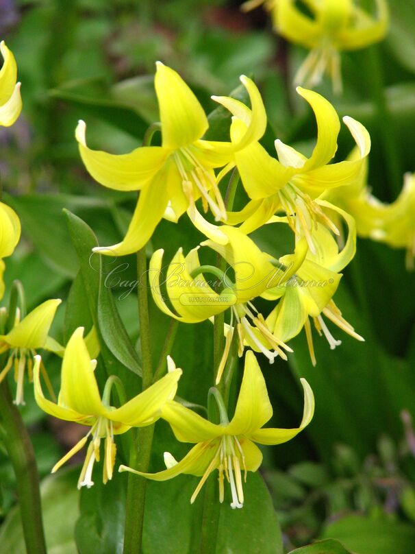 Кандык Пагода / Erythronium Pagoda — фото 2